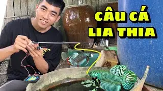 Câu Cá Lia Thia Bằng Cần Câu Máy Siêu Nhỏ