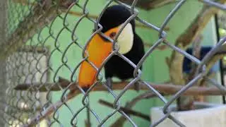 Rescued Tucan Very Close #toucan #animal #birds #birdsounds