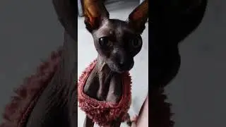 Cat and dog #kittten #catcute #cute #cutekittten #cuteanimal #funny