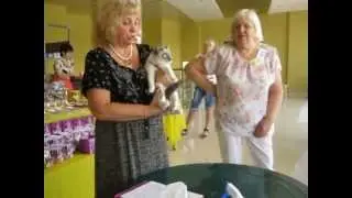 Сноу шу на выставке