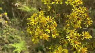 Wildflowers of woodland rides with Emma Lansdell