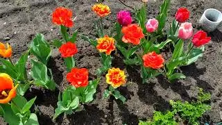 Самые популярные,  простые, но очень очаровательные  цветы у меня на даче.