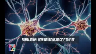 How Neurons Decide to Fire