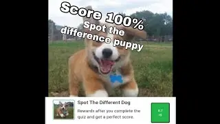 Spot the difference puppy (100% Score)