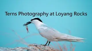 Unveiling the Mystery of Terns at Loyang Rock