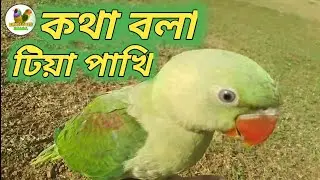 কথাবলা টিয়া পাখি !!  Talking Ringneck Birds !! Birds Lover Amal !!