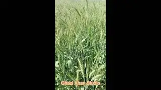 Wheat Crop, Village life 1