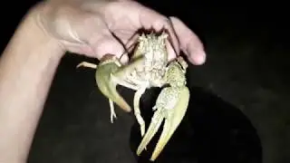 ЭТО ТАНЦЫ ВЕСЁЛОГО РОБОТА! ВЖИК-ВЖИК!