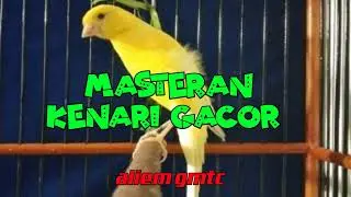 Masteran kenari gacor speed lambat