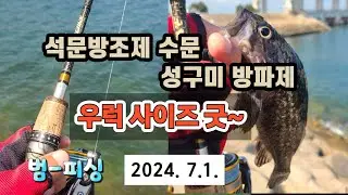 석문방조제 수문&성구미 방파제 우럭 사이즈 굿~