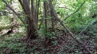 Лес Ботанический сад 2019 май