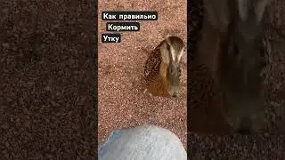 Как правильно кормить Утку!