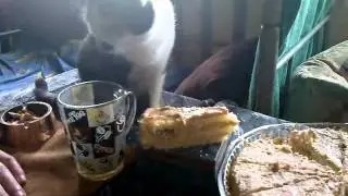 кошки торты не жрут)