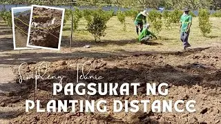 PAANO MAGSUKAT NG TAMANG PLANTING DISTANCE (Calamansi Planting Guide)