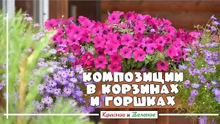 Шикарные и некапризные композиции цветов для дачи в корзинах и горшках