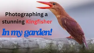 Photographing the amazing Ruddy Kingfisher in my garden!