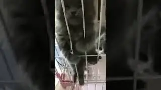 смешной кот в тюрьме