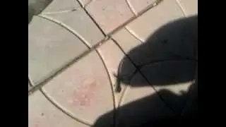 Карпатська ящірка Лізарда