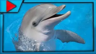 Сочи Дельфинарий парк Ривьера Dolphinarium dolphin show