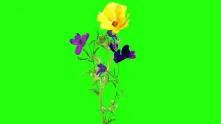 Beautiful Flowers Animated Green Screen Effects