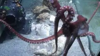 Awesome octopus! Callistoctopus macropus (Risso, 1826).