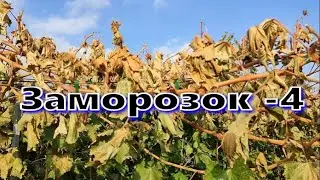 Виноградник после заморозков