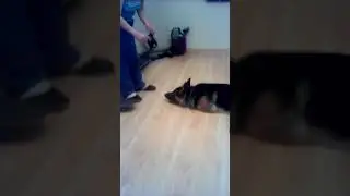 Моя собака не надевает намордник