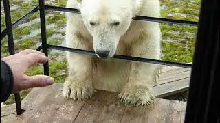 Retrovideo. Polar Bear Visiting Polar Explorers