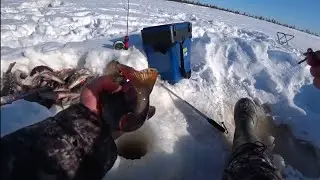 CATCHED A BUNCH OF PERCH FROM ONE HOLE. Winter fishing 2021-2022
