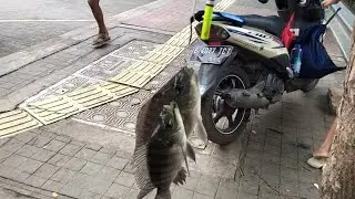 Lanjutan Part 2 Mancing Gratis Di Jakarta