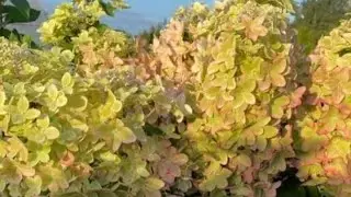 КАК Я МЕЧТАЛА ОБ ЭТОЙ КРАСОТЕ!!