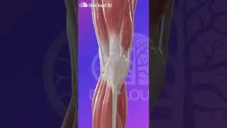 Interactive 3D Anatomy #medicaldevicetraining #3danatomy #arthroscopy #arthroplasty