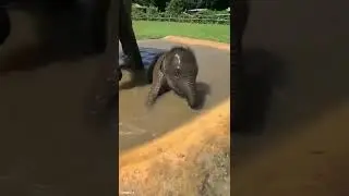Слонёнок кайфует 😍