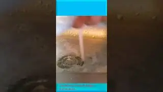 РАЗВЕДЕНИЕ ДАНИО-РЕРИО