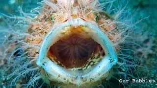 Hairy Frogfish