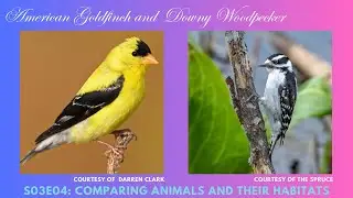 Comparing the American Goldfinch and Downy Woodpecker