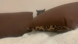 Вы видите Кота ? А он там есть 😂