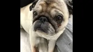 My PUG / My dog's DISEASE / Heart failure