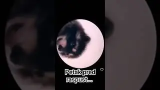Profa petkom pred raspust...#viral #viralvideo