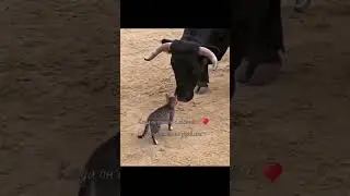 #fyp бык и кот