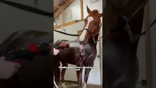 Day In The Life Of The World's Best Barrel Horse #barrelracing #equestrian #horses