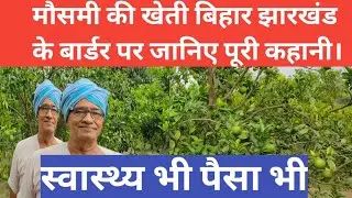 Alltime Kisan: Cultivation of sweet lime!मौसंबी की सबसे अलग खेती।#agriculture#Awadhkishorpandey