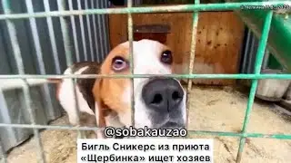Домашний бигль Сникерс попал в приют. Приют «Щербинка». Проект 
