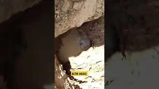 Mezar Odası Su Tuzağı