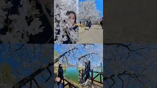 Cherry Blossoms 2023 in Seoul