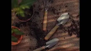 Late afternoon gardening/harvesting ambience 🌿