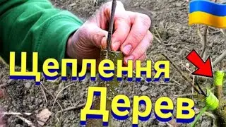 ЯК ПРАВИЛЬНО ЩЕПЛЮВАТИ ПЛОДОВІ ДЕРЕВА -ЯБЛУКА, ЧЕРЕШНЮ, НІКТАРІН, ПЕРСІКИ, ГРУШКИ