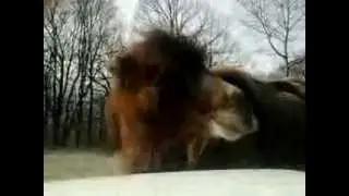 Чернобыльский верблюд!!!