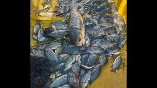 Ganito karami ang huli namin ngayong araw sa skylab😱TALIM ISLANDER