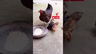 Chick Chick Chicken 🐔🍗